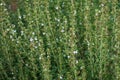 Closeup shot of white summer savory herbs