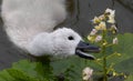 Closeup shot of a white swan chick trying to eat flowers on a swamp Royalty Free Stock Photo