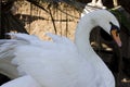 Closeup shot of a white swan during daytime Royalty Free Stock Photo