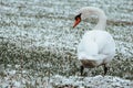 Closeup shot of a white swan on the grass covered by snow Royalty Free Stock Photo