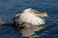Closeup shot of a white swan swimming in the lake with raised wings Royalty Free Stock Photo