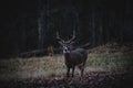 Closeup shot of a White-tailed deer with beautiful antlers standing and looking at the camera Royalty Free Stock Photo