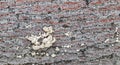 Closeup shot of white tinder fungus growing on a tree bark Royalty Free Stock Photo
