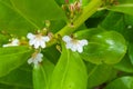 Closeup shot of a white tropical flowers of Beach Naupaka Royalty Free Stock Photo