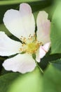 Closeup shot of a white wild prairie rose in a park Royalty Free Stock Photo