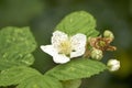 Closeup shot of a white wild prairie rose in a park Royalty Free Stock Photo