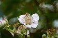 Closeup shot of a white wild prairie rose in a park Royalty Free Stock Photo