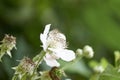 Closeup shot of a white wild prairie rose in a park Royalty Free Stock Photo