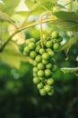 Closeup shot of white wine grapes in the vineyard on a sunny day Royalty Free Stock Photo