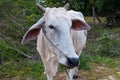 Closeup shot of a white zebu in a grassy field surrounded by green trees Royalty Free Stock Photo