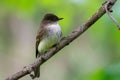 Closeup shot of a Whitebelly Phoebe Tyrant on a tree Royalty Free Stock Photo