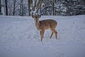 Closeup shot of a whitetail deer in the snow on the top of Snowshoe Mountain, West Virginia Royalty Free Stock Photo