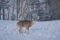 Closeup shot of a whitetail deer in the snow on the top of Snowshoe Mountain, West Virginia Royalty Free Stock Photo