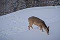 Closeup shot of a whitetail deer in the snow on the top of Snowshoe Mountain, West Virginia Royalty Free Stock Photo