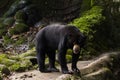 Wild Black Bear in zoo malacca, malaysia Royalty Free Stock Photo