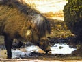 Closeup shot of a wild boar drinking from a pond Royalty Free Stock Photo