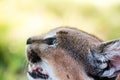 Closeup shot of a wild Caracal with green eyes