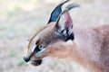 Closeup shot of a wild Caracal with green eyes