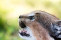 Closeup shot of a wild Caracal with green eyes