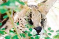 Closeup shot of a wild Caracal with green eyes