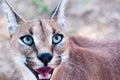 Closeup shot of a wild Caracal with green eyes