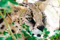 Closeup shot of a wild Caracal with green eyes