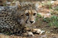 Closeup shot of a wild Cheetah sitting against blurred background Royalty Free Stock Photo