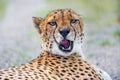 Closeup shot of a wild Cheetah sitting against blurred background and opening mouth Royalty Free Stock Photo