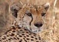 Closeup shot of a wild Cheetah sitting against blurred grass background Royalty Free Stock Photo