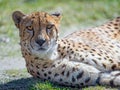 Closeup shot of a wild Cheetah sitting against blurred grass background Royalty Free Stock Photo