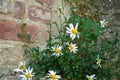Closeup shot of wild daisy flowers in a garden Royalty Free Stock Photo