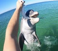 Closeup shot of a wild dolphin eating a fish