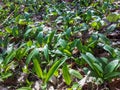 Closeup shot of a wild garlic field growing in the forest Royalty Free Stock Photo