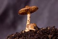 Closeup shot of a wild-grown mushroom on a wet ground Royalty Free Stock Photo