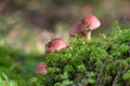 Wild inedible mushroom in the forest, nature background