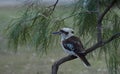 Closeup shot of a wild kookaburra bird perched on a branch of a she oak tree