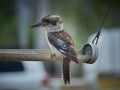 Closeup shot of a wild kookaburra bird perched on a feeder