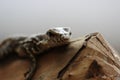 Closeup shot of a wild lizard navigating through the rugged terrain. Royalty Free Stock Photo