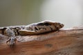 Closeup shot of a wild lizard navigating through the rugged terrain. Royalty Free Stock Photo
