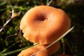 Closeup shot of a wild mushroom Royalty Free Stock Photo