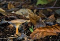 Closeup shot of a wild mushroom in a forest of chestnut trees Royalty Free Stock Photo