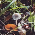 Closeup shot of a wild mushroom with a white cap in a forest Royalty Free Stock Photo