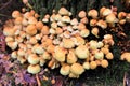 Closeup shot of wild mushrooms on a tree in a forest Royalty Free Stock Photo