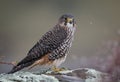 Closeup shot of a Wild New Zealand native falcon Karearea perched on a rock