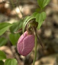 Wild Pink Lady`s Slipper Flower - Shenandoah National Park, Virginia, USA Royalty Free Stock Photo