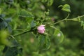 Closeup shot of a wild pink rosehip flower