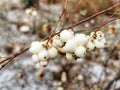 Closeup shot of wild snowberries in the forest of Siljan in Norway during winter