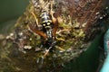 Closeup shot of a wild wasp on mossy wood