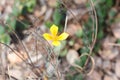 Closeup shot of a wild yellow lily under the sunlight