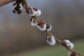 Closeup shot of a willow branch with white fluffy buds Royalty Free Stock Photo